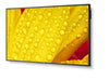 NEC 65" Display – 4K UHD, LED-Hintergrundbeleuchtung