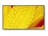 NEC 65" Display – 4K UHD, LED-Hintergrundbeleuchtung