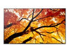 Sharp 65" Display – 4K-Auflösung, LED-Hintergrundbeleuchtung