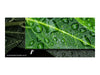 LG 55" Smart-TV – 4K UHD, Hotel-Modus