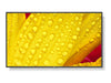 NEC 65" Display – 4K UHD, LED-Hintergrundbeleuchtung