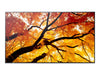 Sharp 65" Display – 4K-Auflösung, LED-Hintergrundbeleuchtung