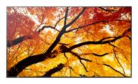 Sharp 75" 4K UHD Display – Helles Bild, weiter Blickwinkel