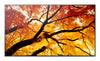 Sharp 75" 4K UHD Display – Helles Bild, weiter Blickwinkel